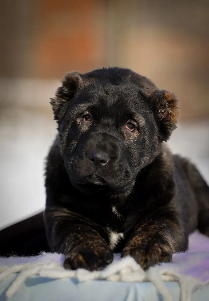 Среднеазиатские овчарки (САО) девочки для разведения и защиты - Собаки (Животные) в Донецк