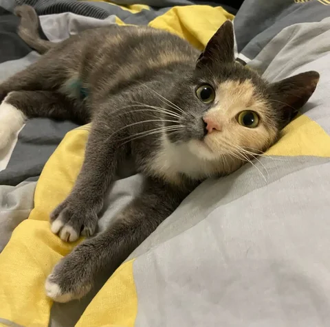 Молоденькая кошечка ищет дом после стерилизации - Кошки в Старая Купавна