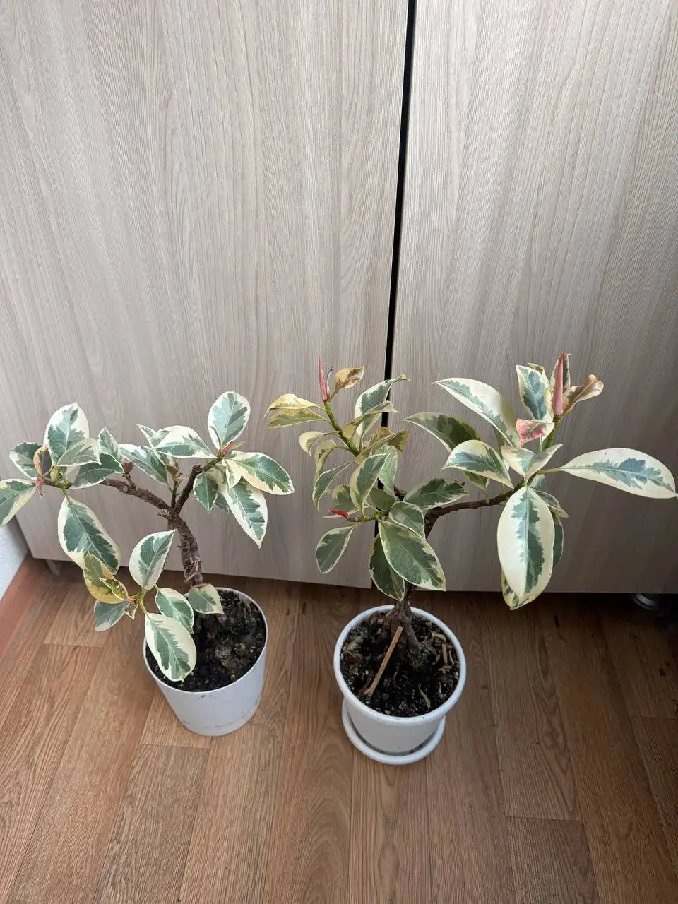 Продажа комнатных растений: Мурайя, розмарин, мирт, фикусы, пеларгонии - Растения (Хобби и отдых) в Москва