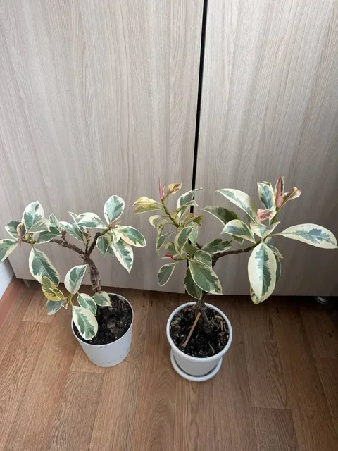 Продажа комнатных растений: Мурайя, розмарин, мирт, фикусы, пеларгонии - частное объявление в Москва