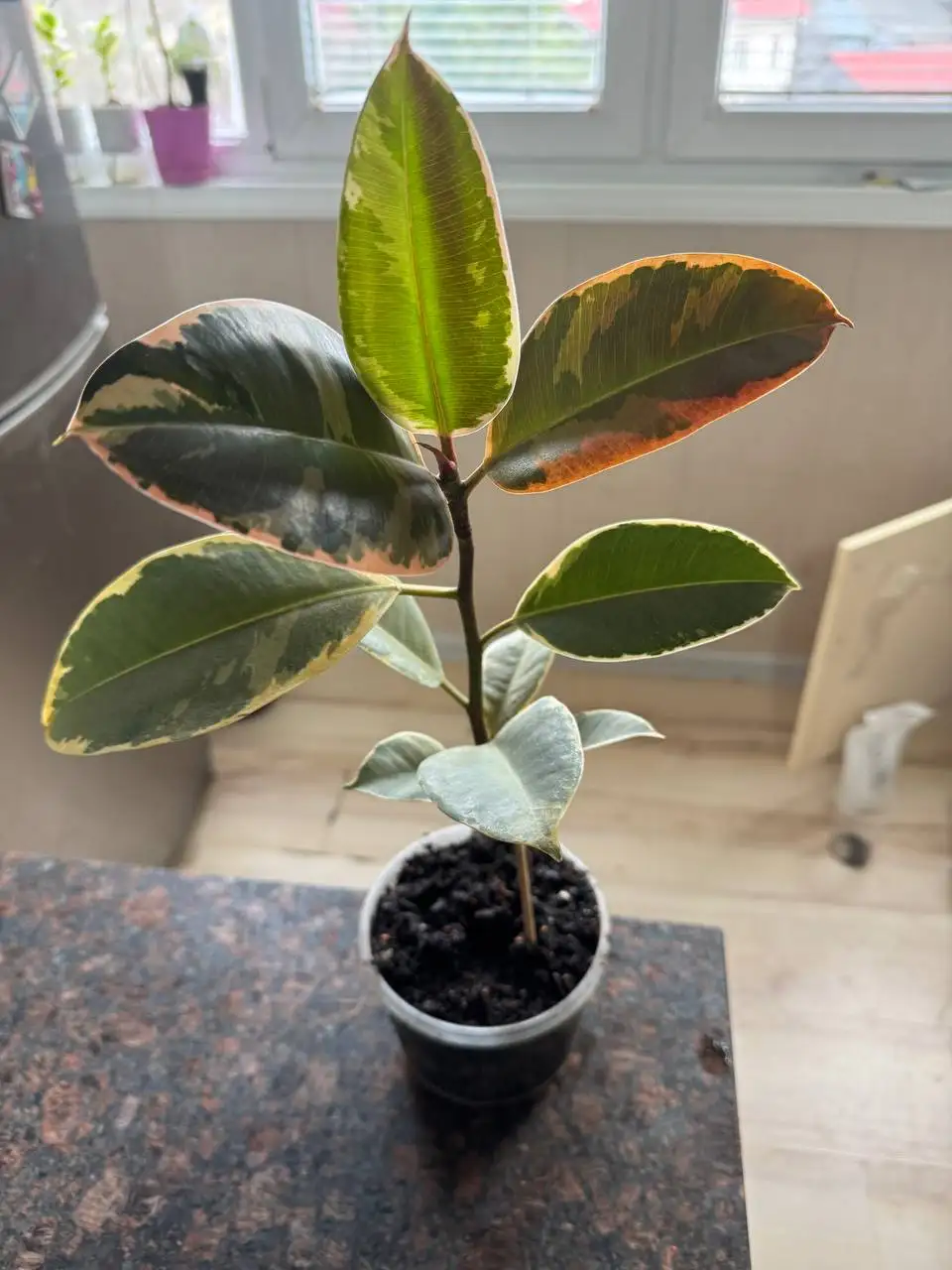 Продажа комнатных растений: Мурайя, розмарин, мирт, фикусы, пеларгонии - Растения (Хобби и отдых) в Москва