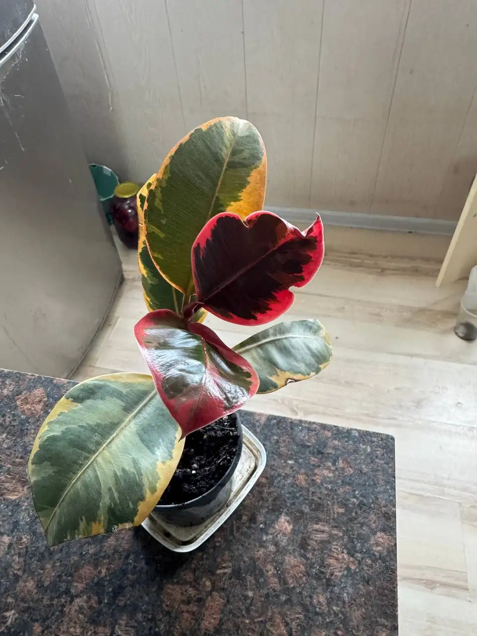 Продажа комнатных растений: Мурайя, розмарин, мирт, фикусы, пеларгонии - Растения (Хобби и отдых) в Москва