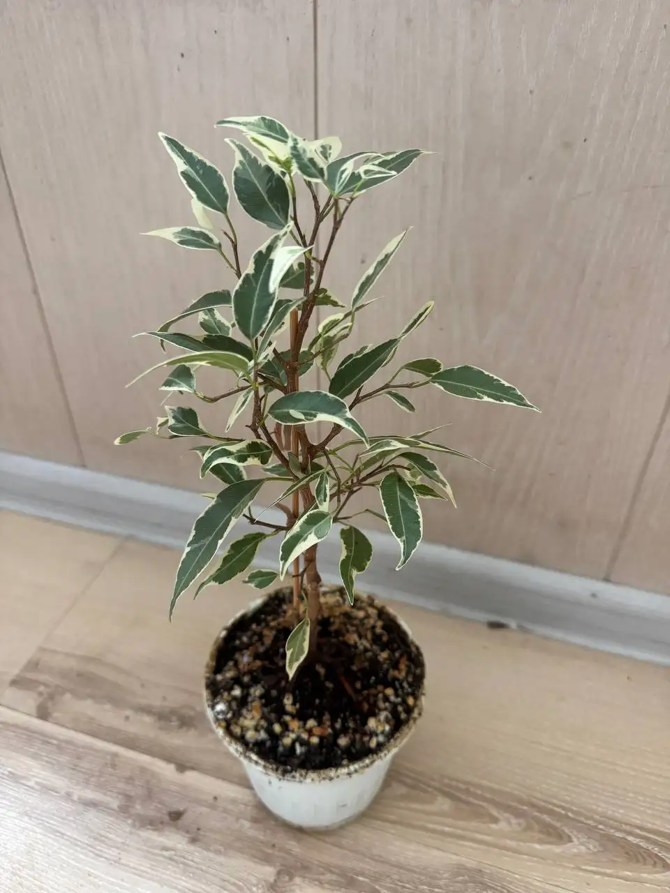 Продажа комнатных растений: Мурайя, розмарин, мирт, фикусы, пеларгонии - Растения (Хобби и отдых) в Москва