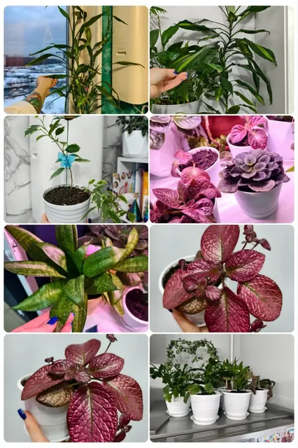 Растения для подарка на 8 марта - Мода и показы в Москва