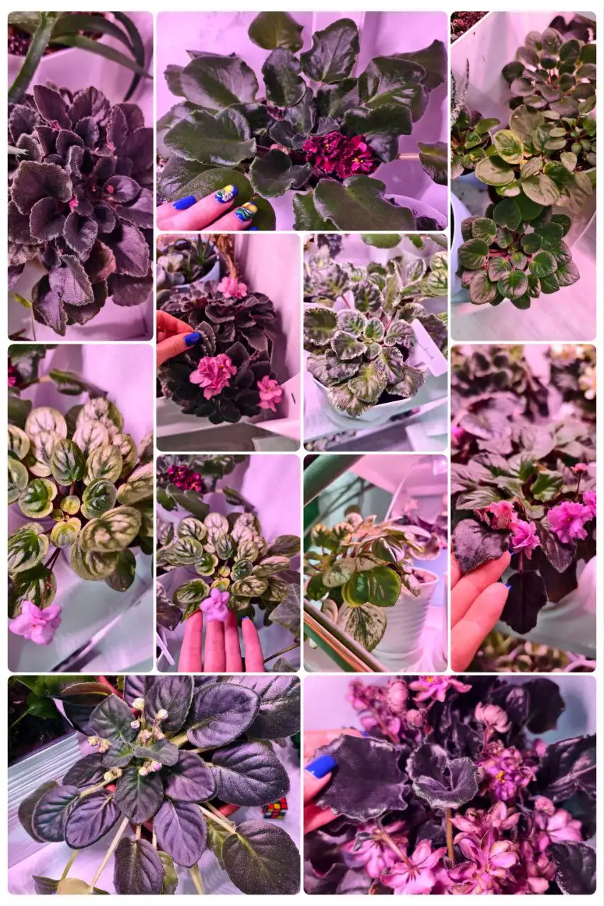 Растения для подарка на 8 марта - Растения (Хобби и отдых) в Москва