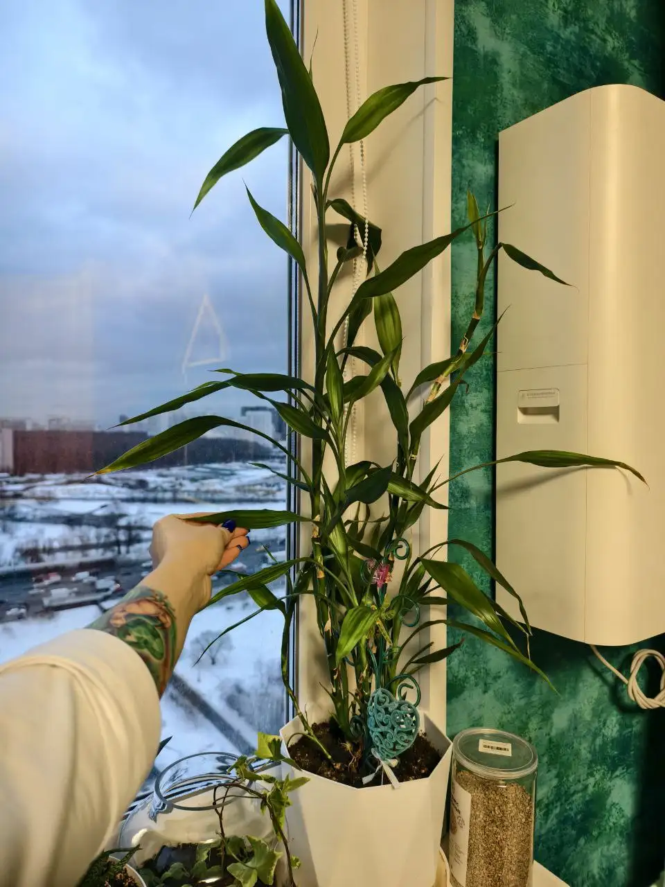 Растения для подарка на 8 марта - Растения (Хобби и отдых) в Москва