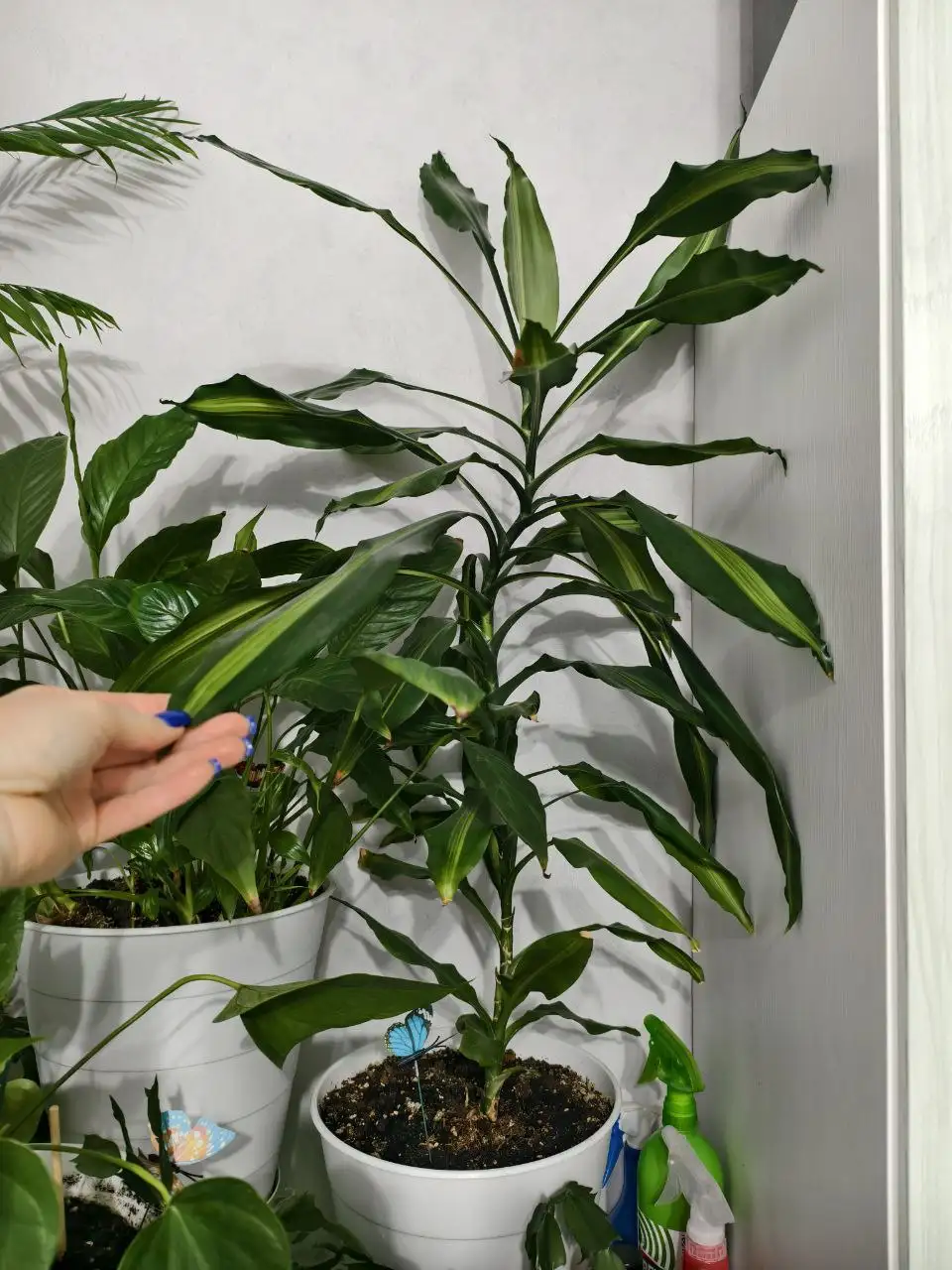 Растения для подарка на 8 марта - Растения (Хобби и отдых) в Москва