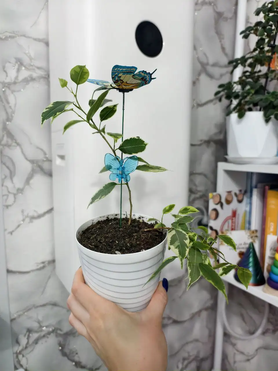 Растения для подарка на 8 марта - Растения (Хобби и отдых) в Москва