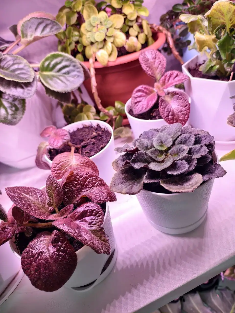 Растения для подарка на 8 марта - Растения (Хобби и отдых) в Москва