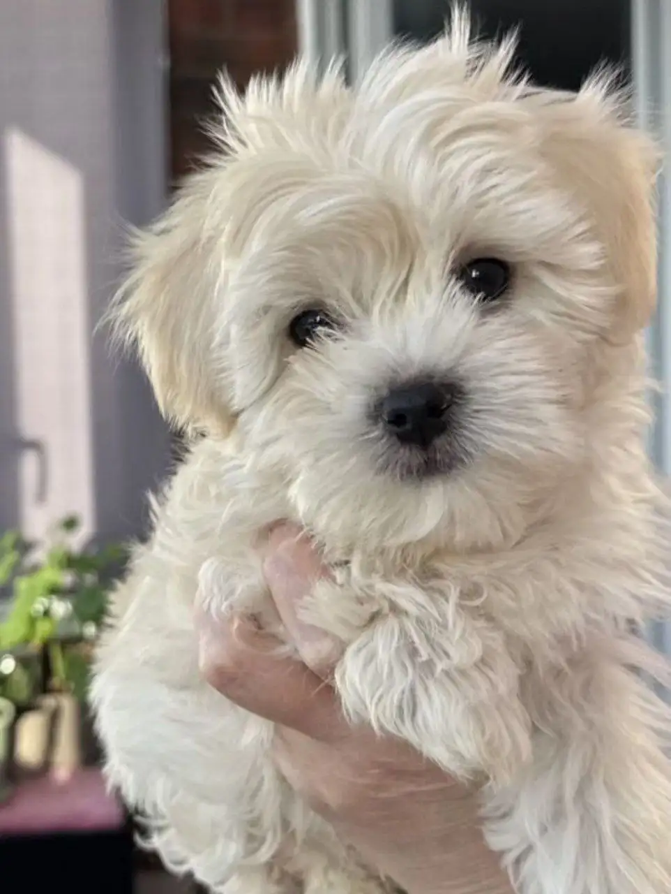 Щенок мальтипу мальчик 3 месяца карамельного окраса - Собаки (Животные) в Москва