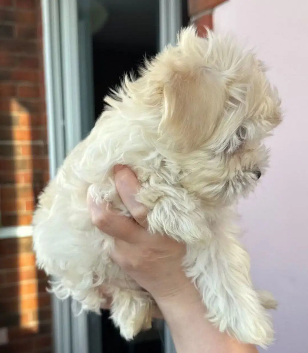 Щенок мальтипу мальчик 3 месяца карамельного окраса - Собаки (Животные) в Москва