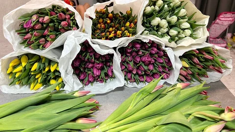Продажа тюльпанов по 100 рублей - Фото и видео техника в Москва