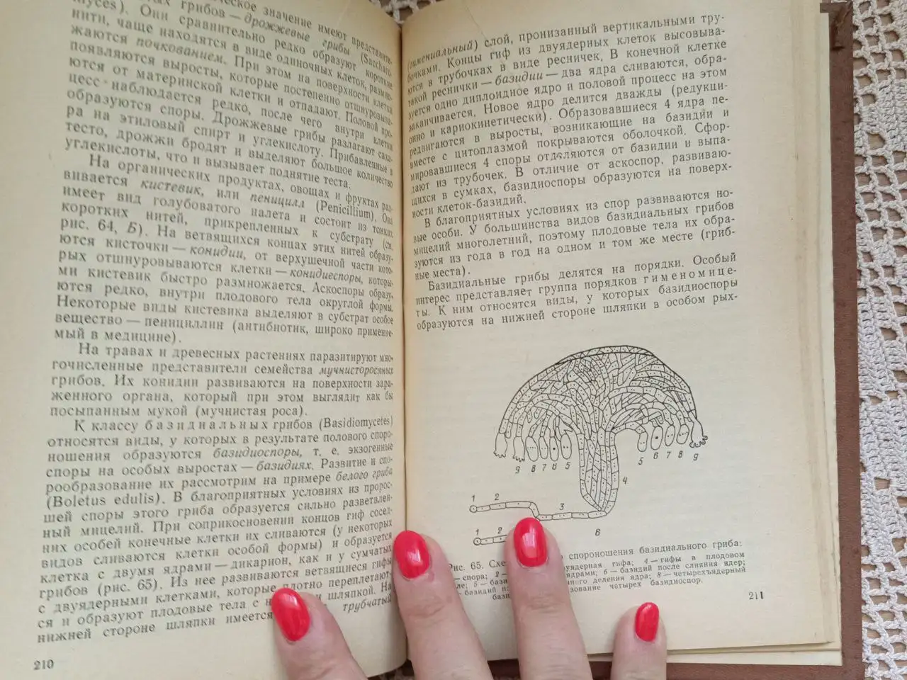 Редкий старый учебник по ботанике - Книги (Барахолка) в Москва