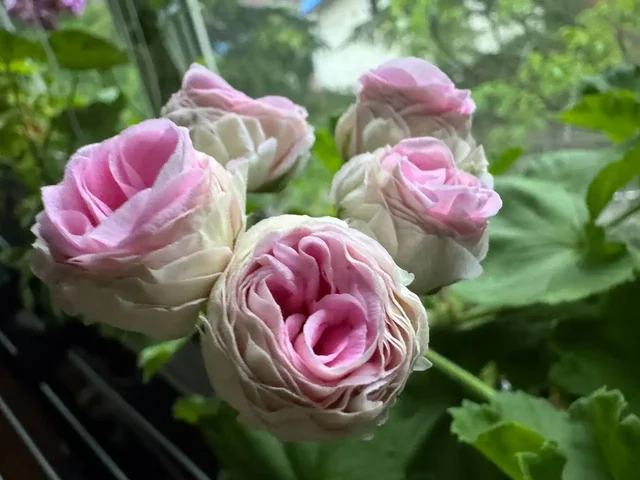 Продажа комнатных растений: карисса, розмарин, фикусы, пеларгонии - Садоводство в Москва