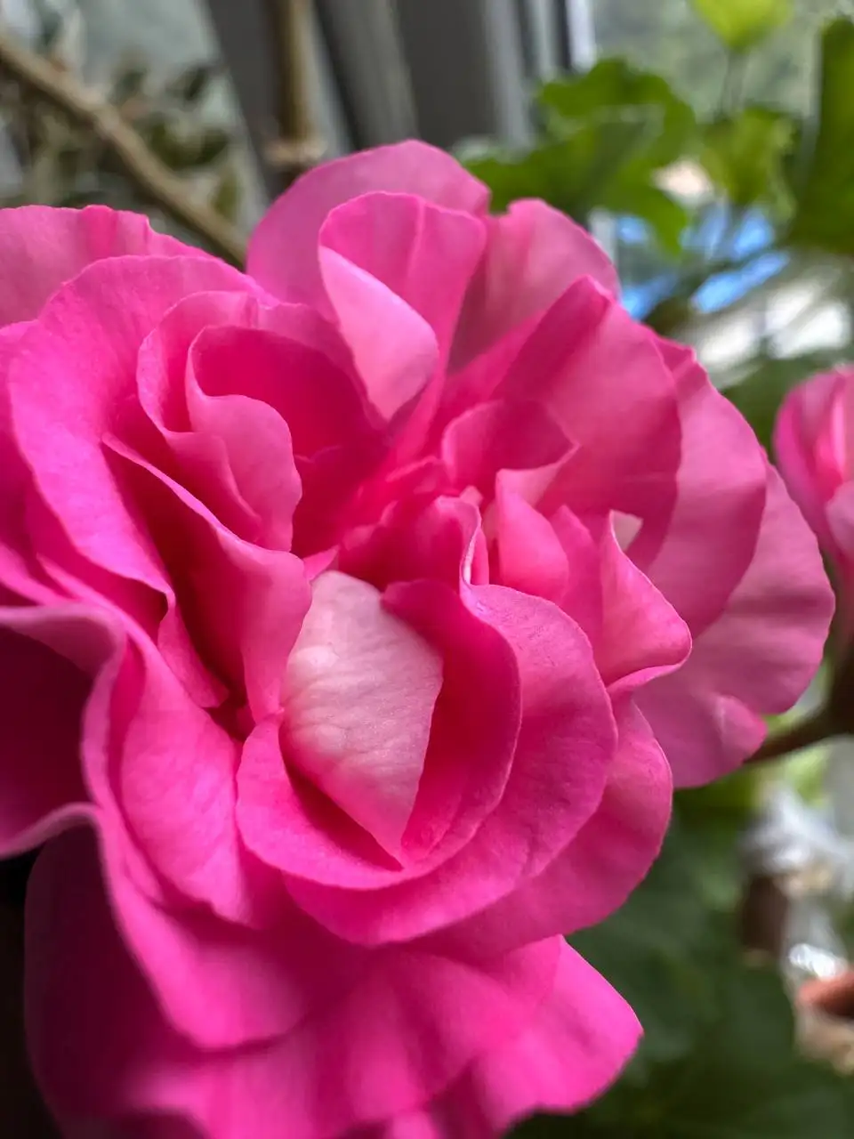 Продажа комнатных растений: карисса, розмарин, фикусы, пеларгонии - Растения (Хобби и отдых) в Москва