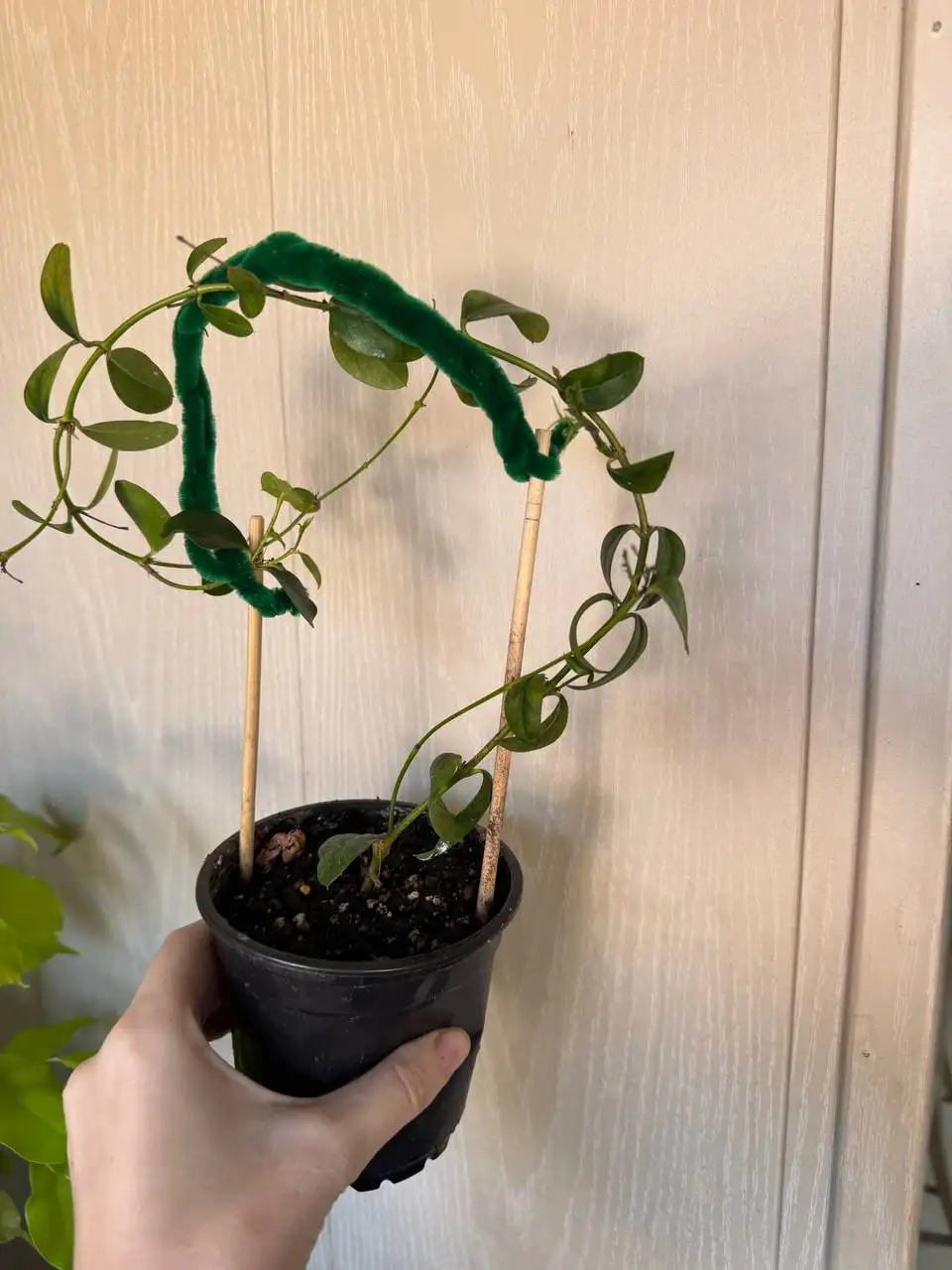 Продажа комнатных растений: карисса, розмарин, фикусы, пеларгонии - Растения (Хобби и отдых) в Москва