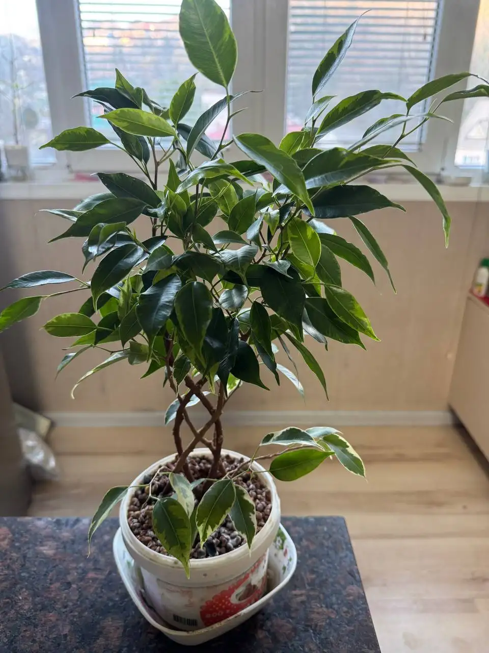 Продажа комнатных растений: карисса, розмарин, фикусы, пеларгонии - Растения (Хобби и отдых) в Москва