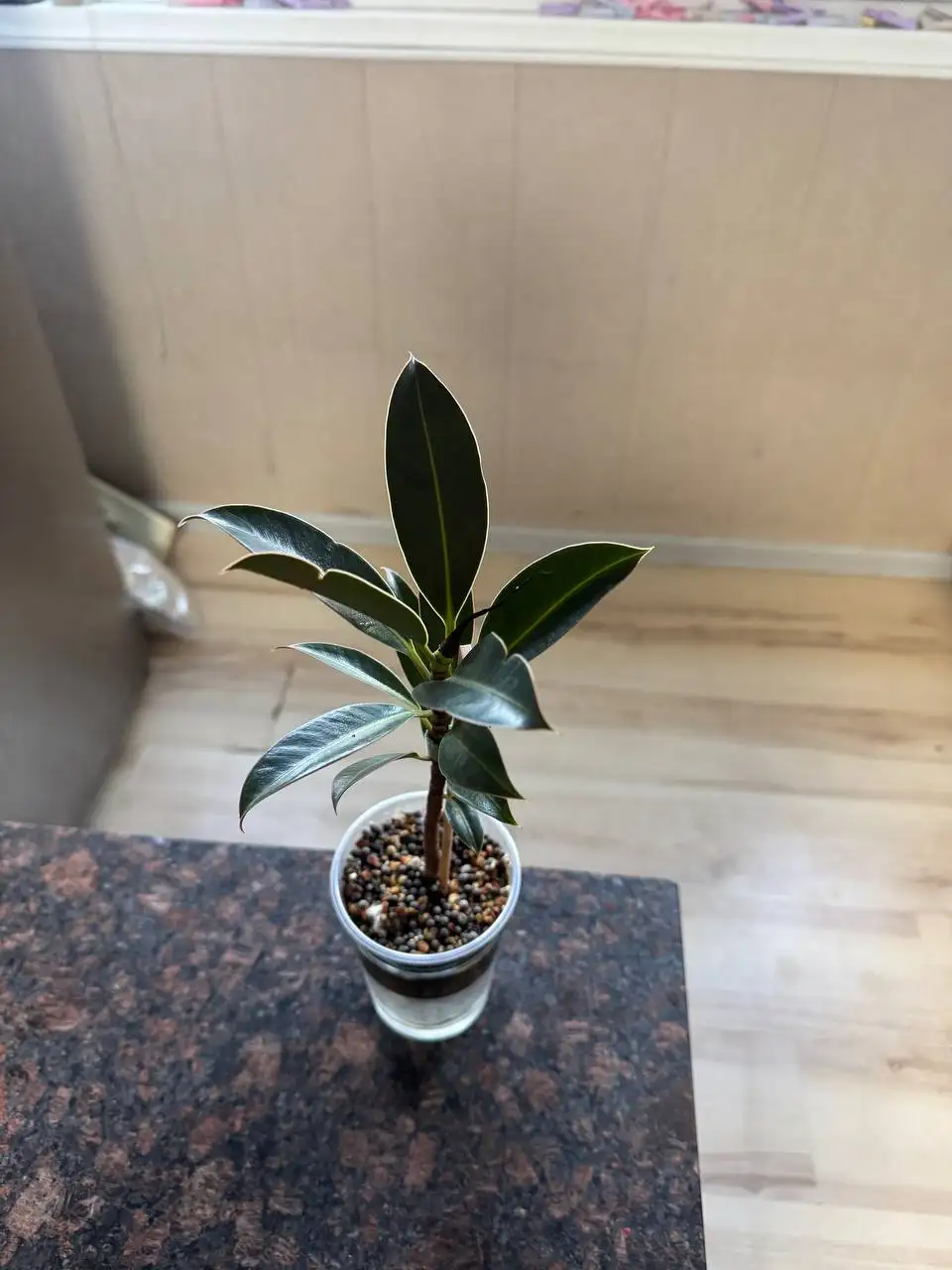 Продажа комнатных растений: карисса, розмарин, фикусы, пеларгонии - Растения (Хобби и отдых) в Москва