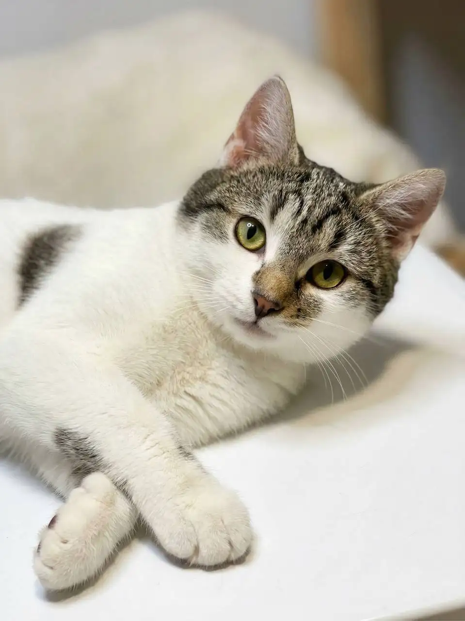 Поиск квартиры для кота на длительный срок - Кошки (Животные) в Москва