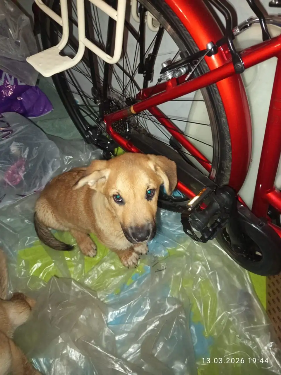 Щенки ищут дом в Лобне - Собаки (Животные) в Лобня