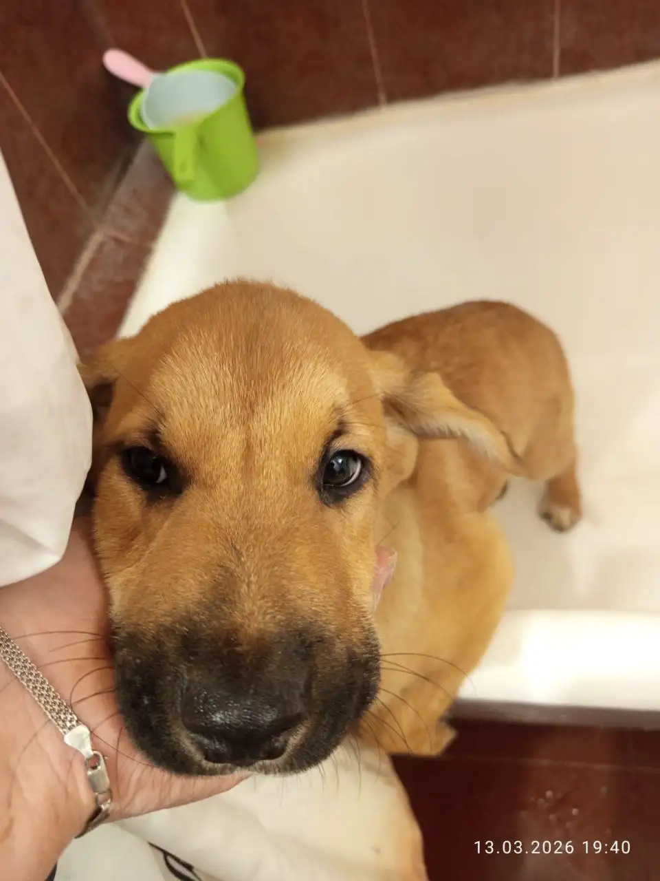 Щенки ищут дом в Лобне - Собаки (Животные) в Лобня