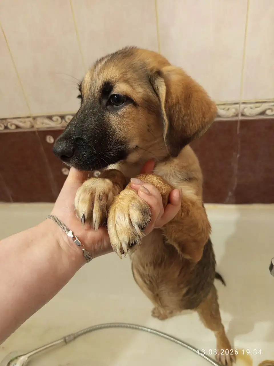 Щенки ищут дом в Лобне - Собаки (Животные) в Лобня