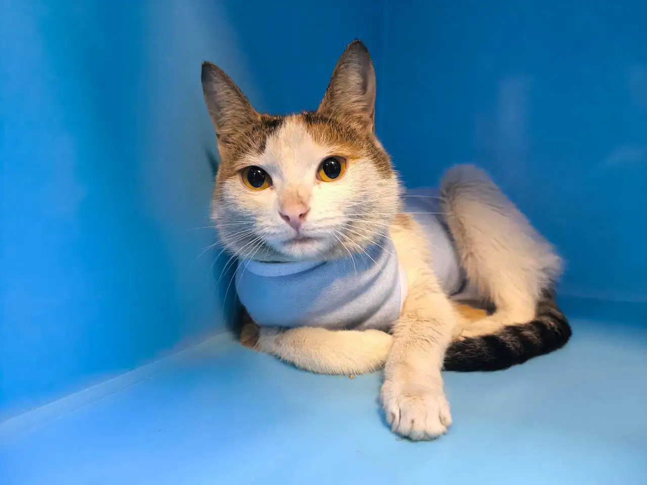 Спасение кошки Курочки с котятами в Москве - Кошки (Животные) в Москва