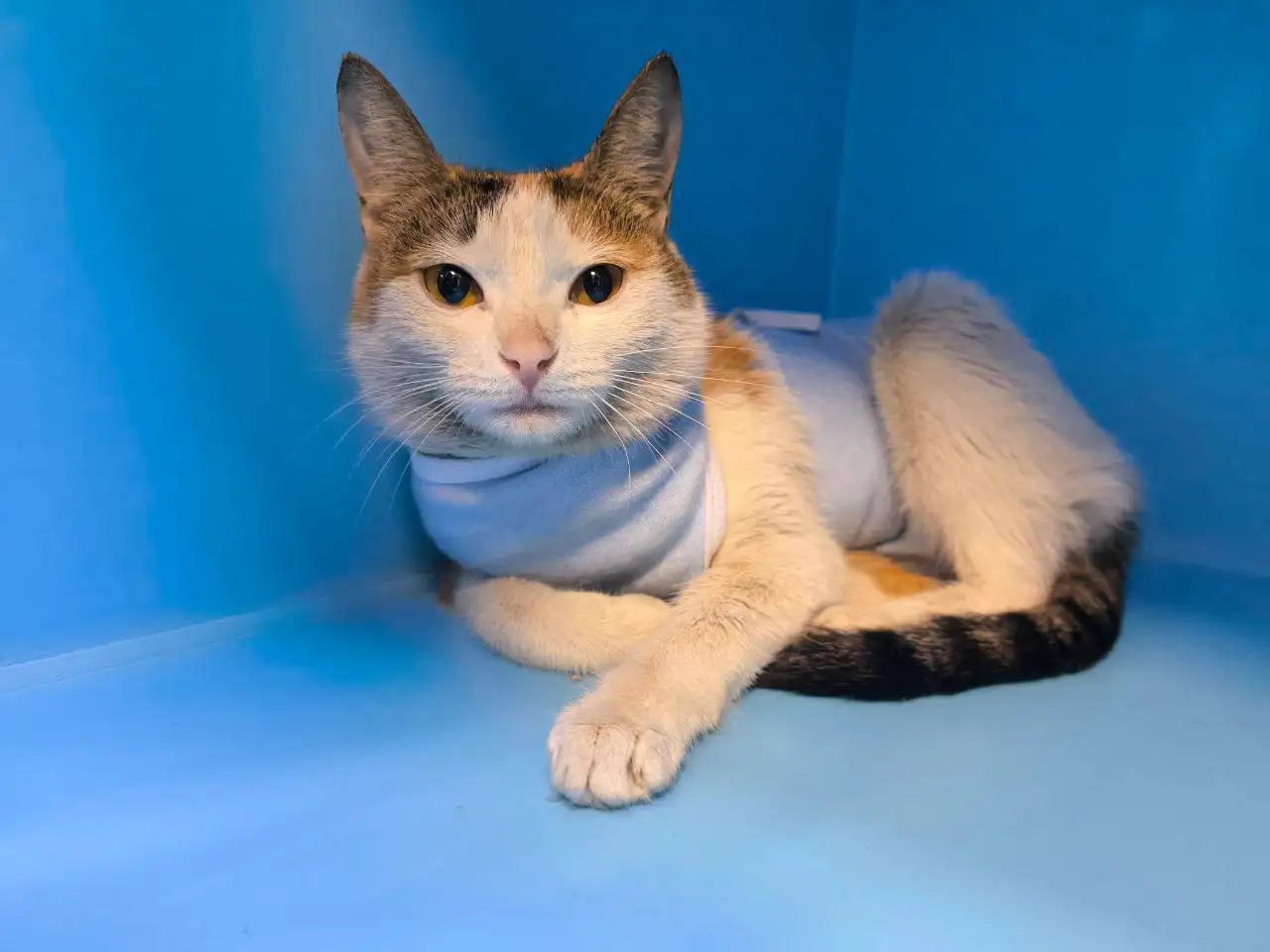 Спасение кошки Курочки с котятами в Москве - Кошки (Животные) в Москва