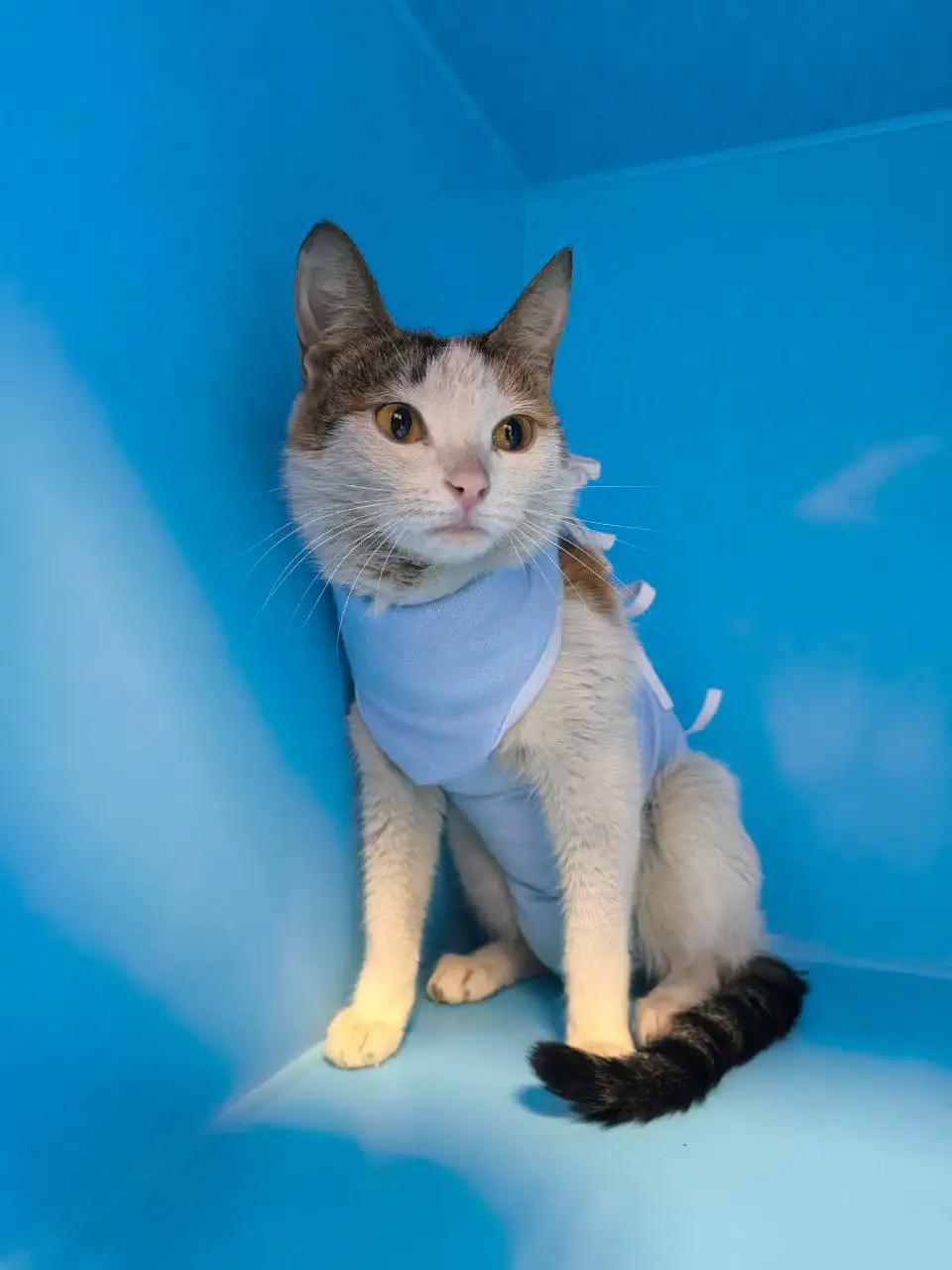 Спасение кошки Курочки с котятами в Москве - Кошки (Животные) в Москва