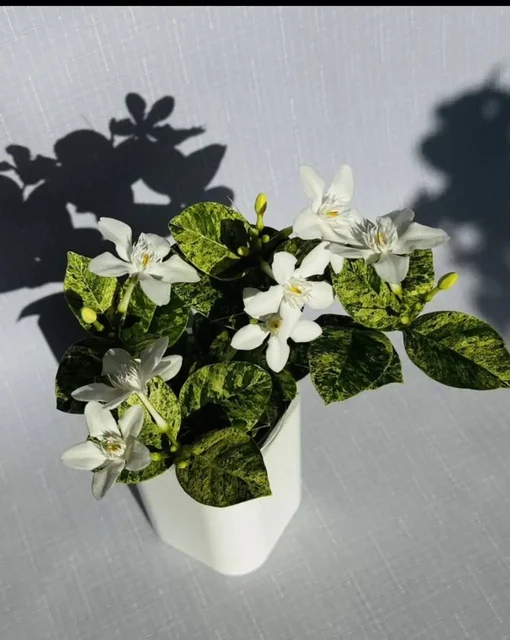 Продажа комнатных растений: карисса, розмарин, райтия, фикусы, пеларгонии - Рыбалка в Москва