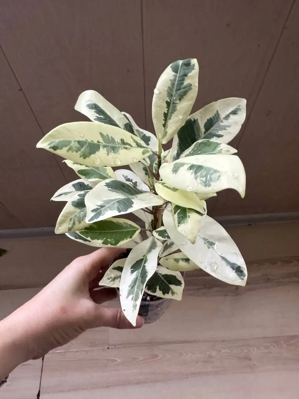 Продажа комнатных растений: карисса, розмарин, райтия, фикусы, пеларгонии - Растения (Хобби и отдых) в Москва