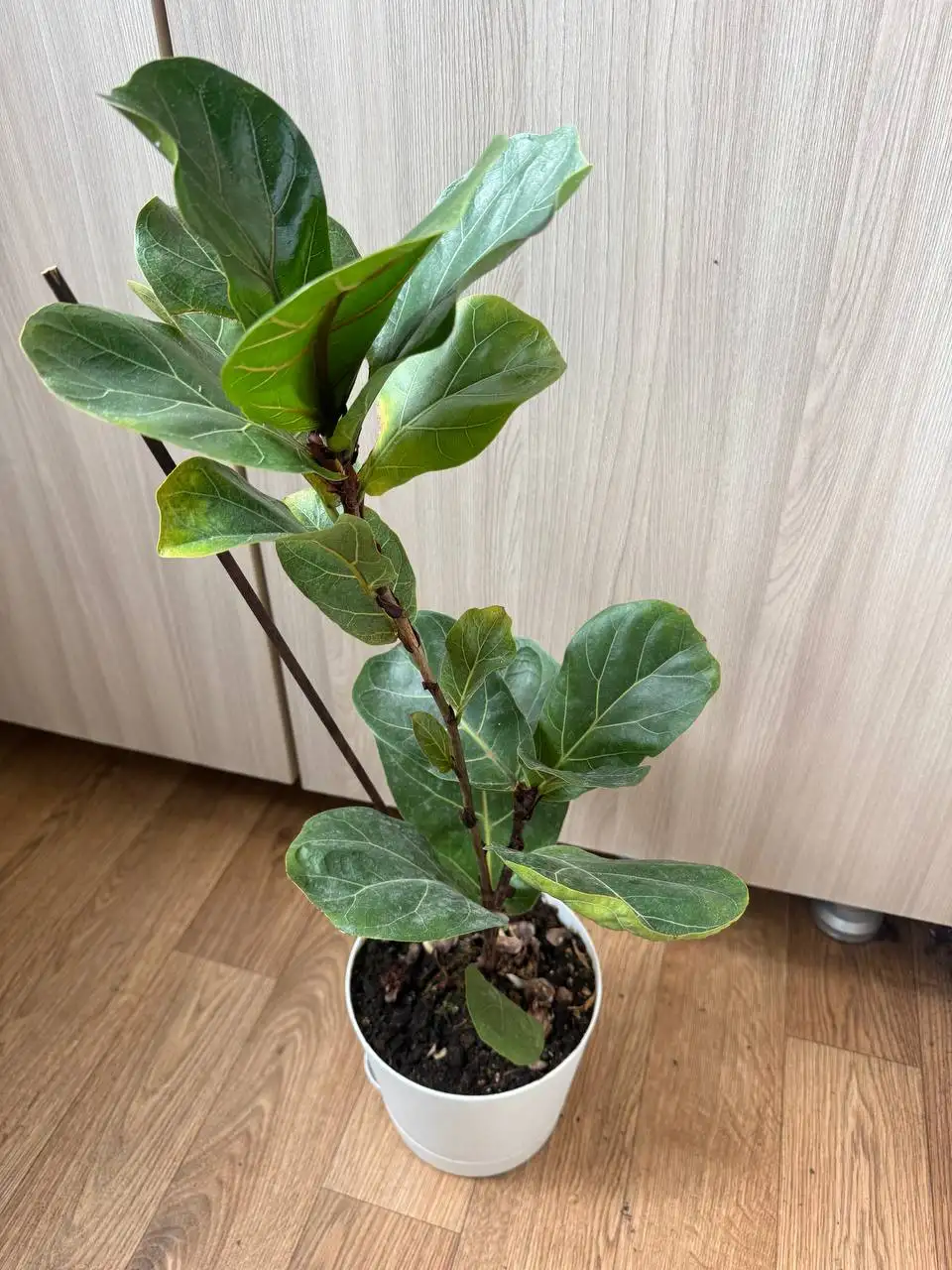 Продажа комнатных растений: карисса, розмарин, райтия, фикусы, пеларгонии - Растения (Хобби и отдых) в Москва