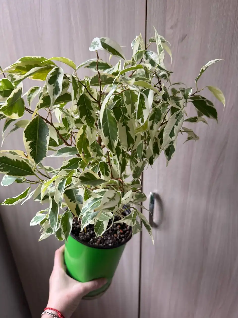 Продажа комнатных растений: карисса, розмарин, райтия, фикусы, пеларгонии - Растения (Хобби и отдых) в Москва