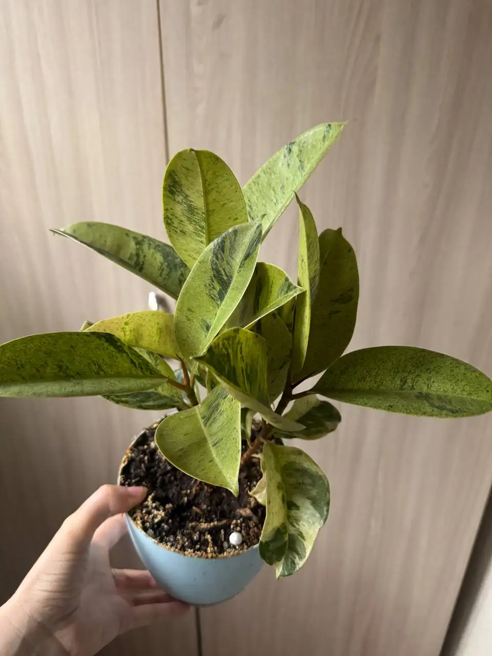 Продажа комнатных растений: карисса, розмарин, райтия, фикусы, пеларгонии - Растения (Хобби и отдых) в Москва