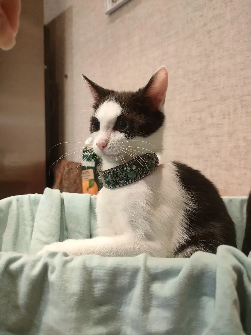 Кошка Булочка ищет семью - Кошки (Животные) в Москва