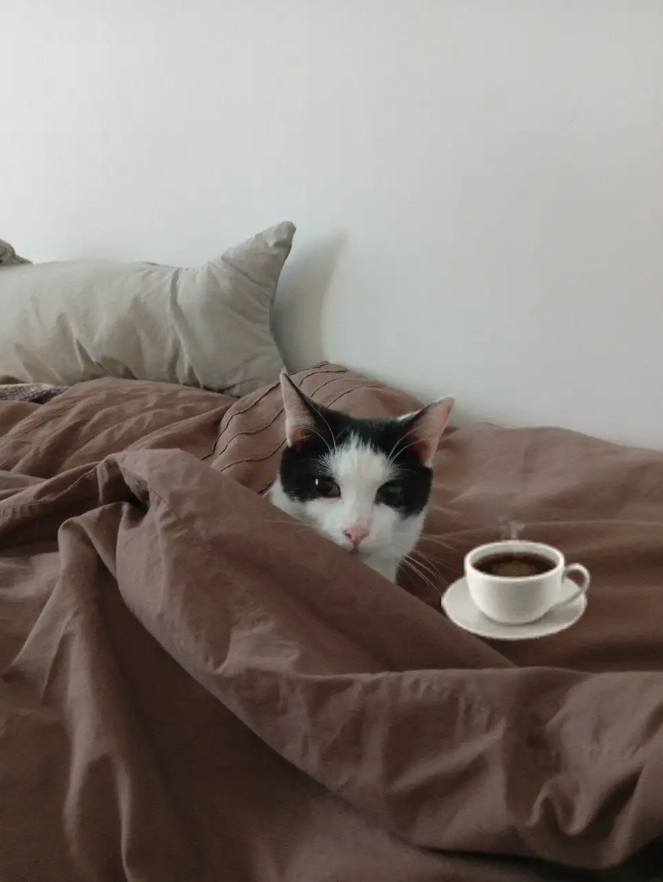 Кошка Булочка ищет семью - Кошки (Животные) в Москва