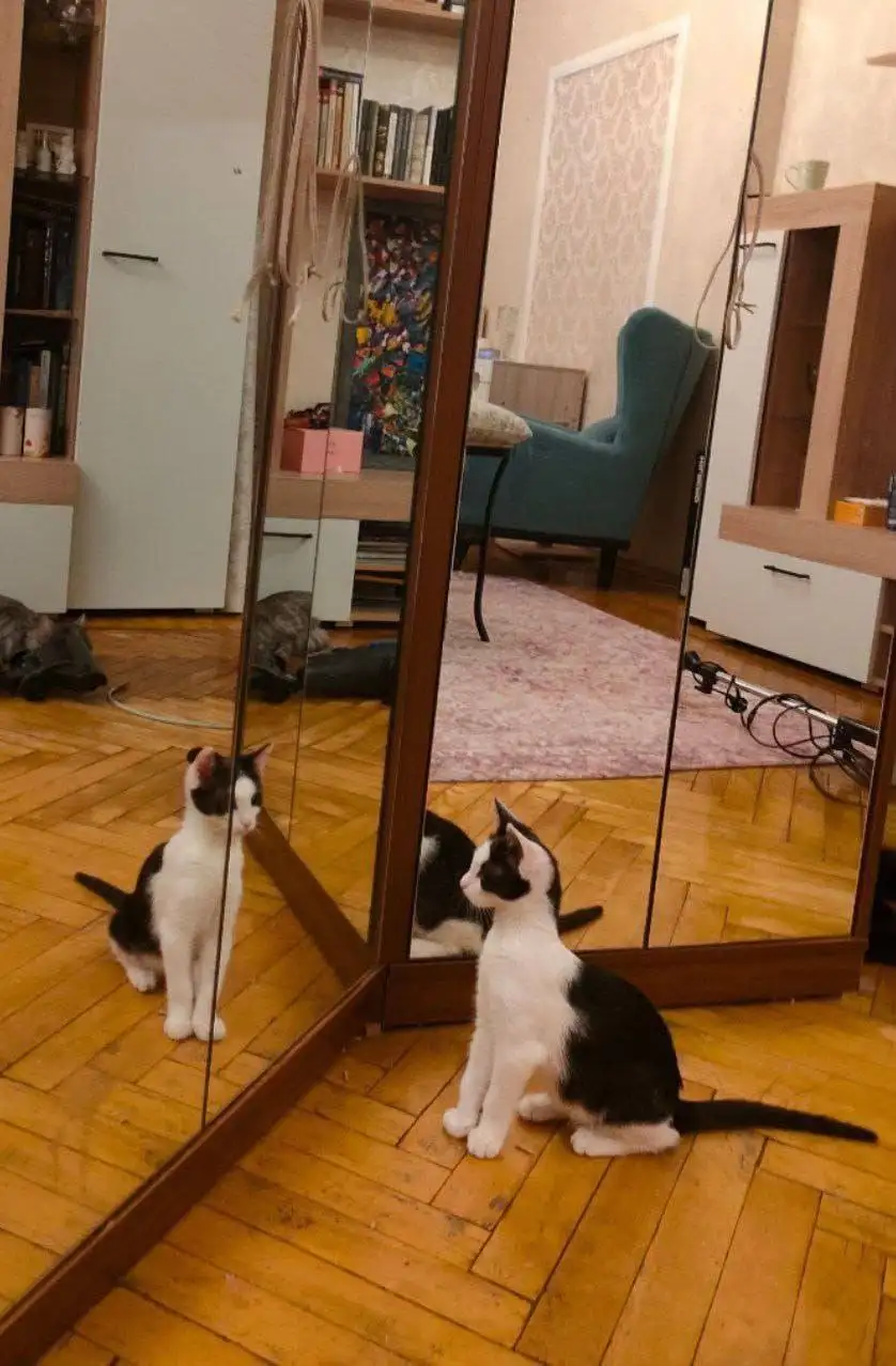 Кошка Булочка ищет семью - Кошки (Животные) в Москва