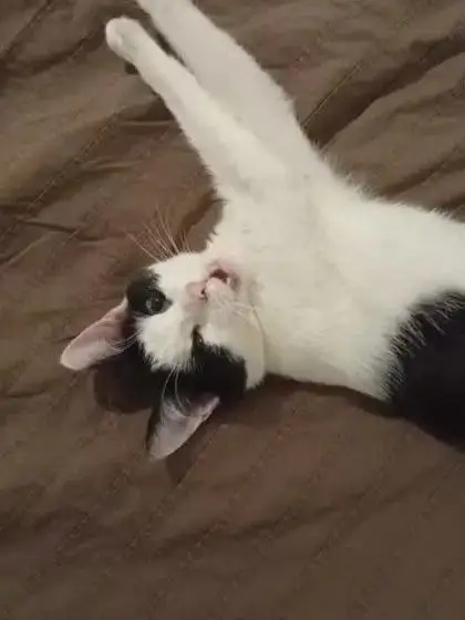 Кошка Булочка ищет семью - Кошки (Животные) в Москва