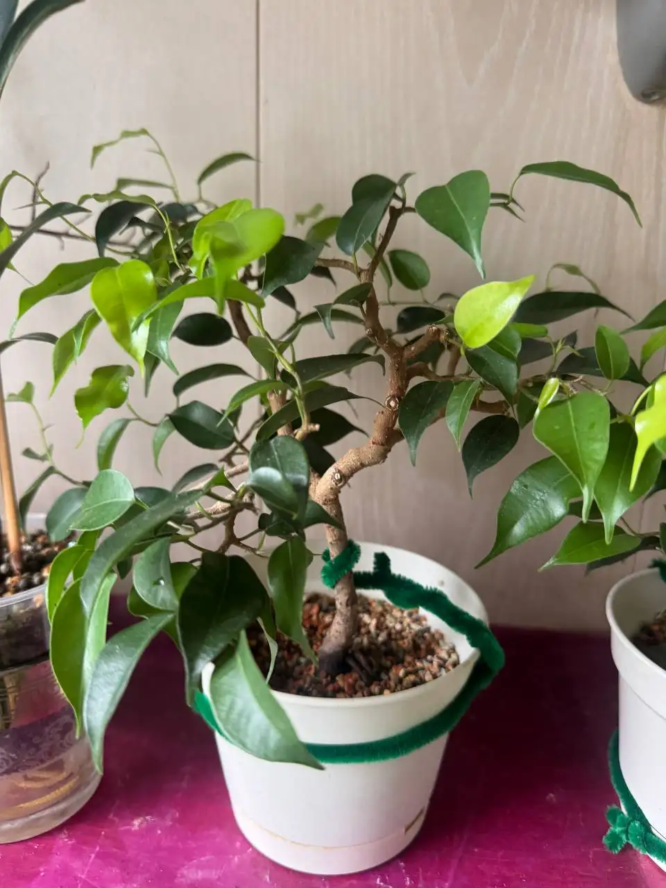 Продажа комнатных растений: карисса, розмарин, райтия, фикусы, пеларгонии - Комнатные растения (Хобби и отдых) в Москва