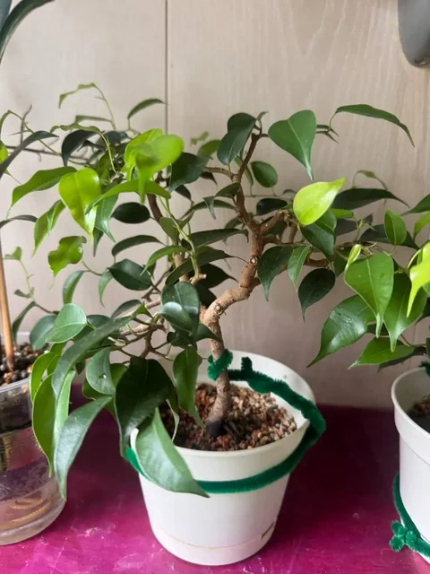 Продажа комнатных растений: карисса, розмарин, райтия, фикусы, пеларгонии - Рукоделие/Хендмейд в Москва