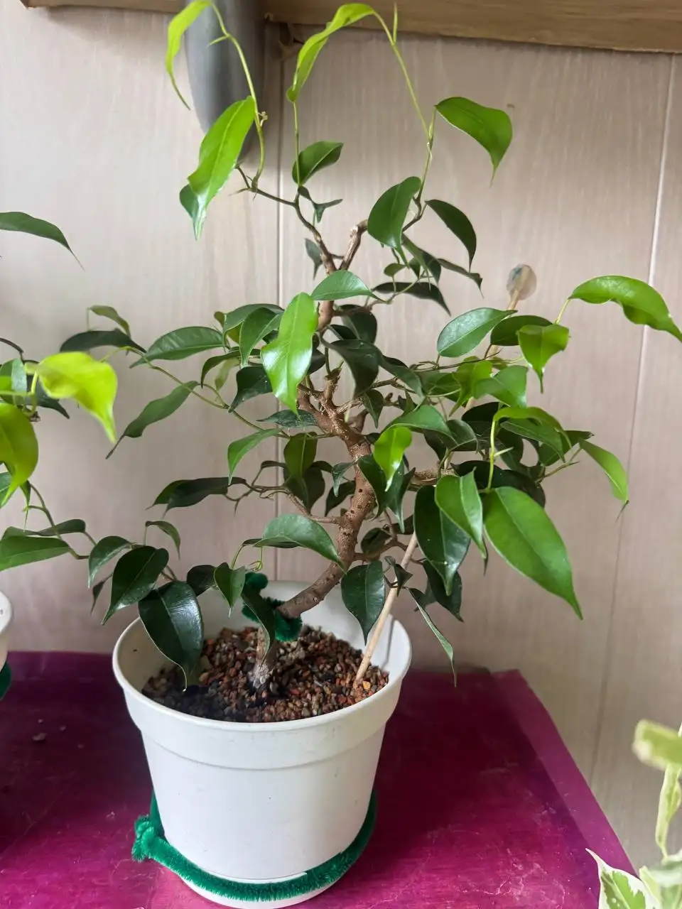 Продажа комнатных растений: карисса, розмарин, райтия, фикусы, пеларгонии - Комнатные растения (Хобби и отдых) в Москва