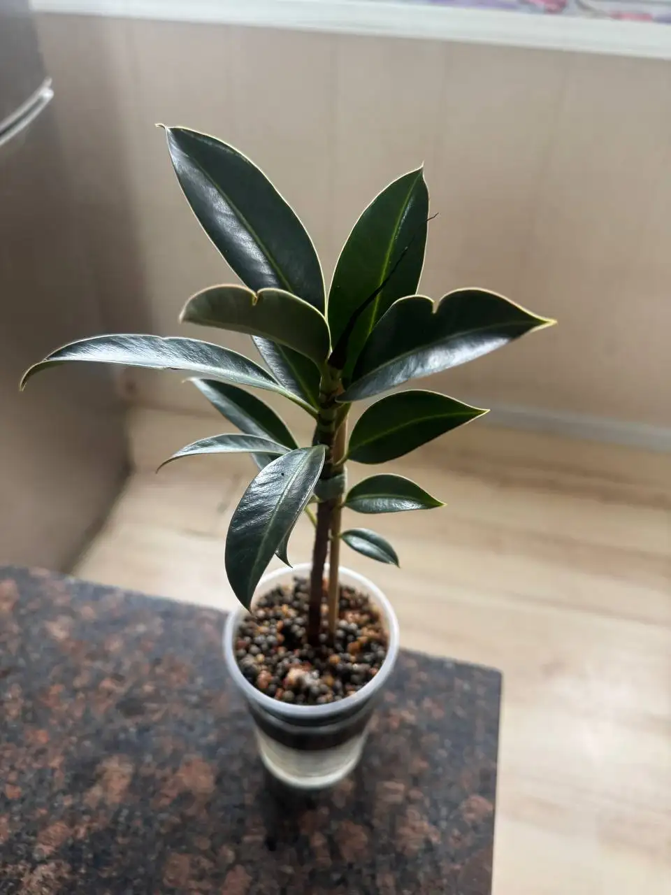 Продажа комнатных растений: карисса, розмарин, райтия, фикусы, пеларгонии - Комнатные растения (Хобби и отдых) в Москва