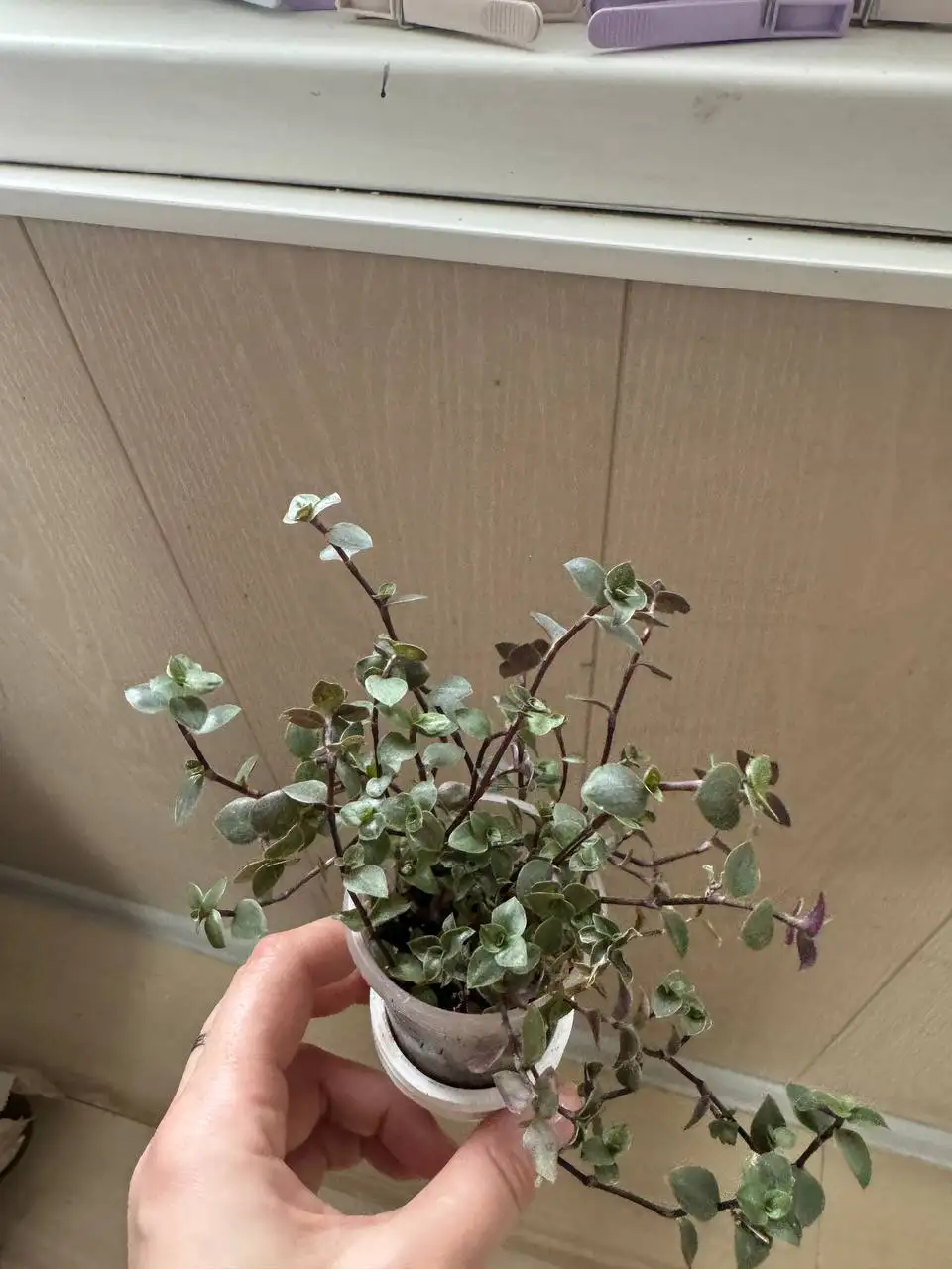 Продажа комнатных растений: карисса, розмарин, райтия, фикусы, пеларгонии - Комнатные растения (Хобби и отдых) в Москва