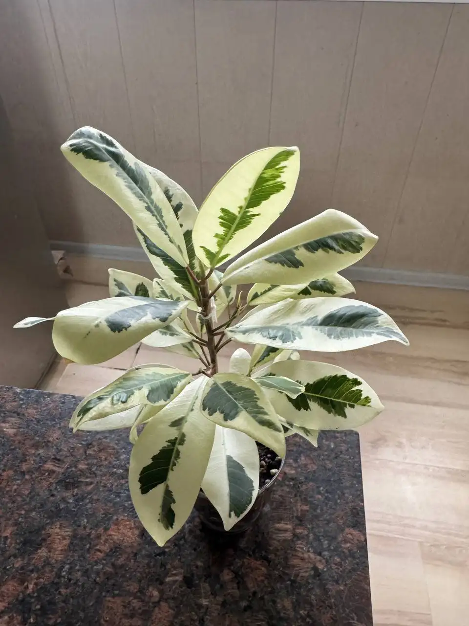 Продажа комнатных растений: карисса, розмарин, райтия, фикусы, пеларгонии - Комнатные растения (Хобби и отдых) в Москва