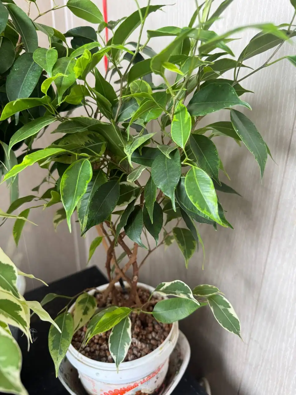 Продажа комнатных растений: карисса, розмарин, райтия, фикусы, пеларгонии - Комнатные растения (Хобби и отдых) в Москва