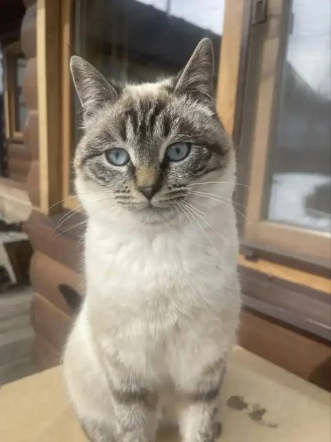 Срочный поиск дома для кота Барса тайской породы - Животные в Москва