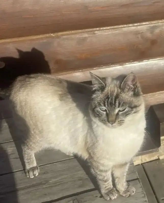 Срочный поиск дома для кота Барса тайской породы - Кошки (Животные) в Москва