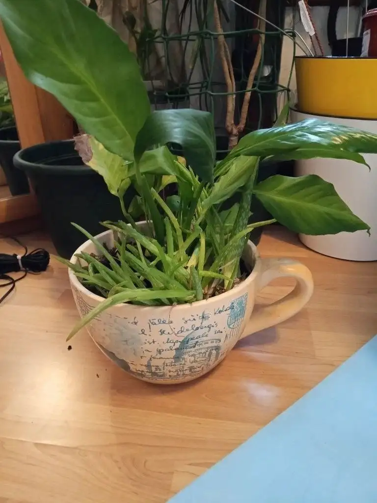 Большой горшок с цветами - Растения (Для дома и дачи) в Москва