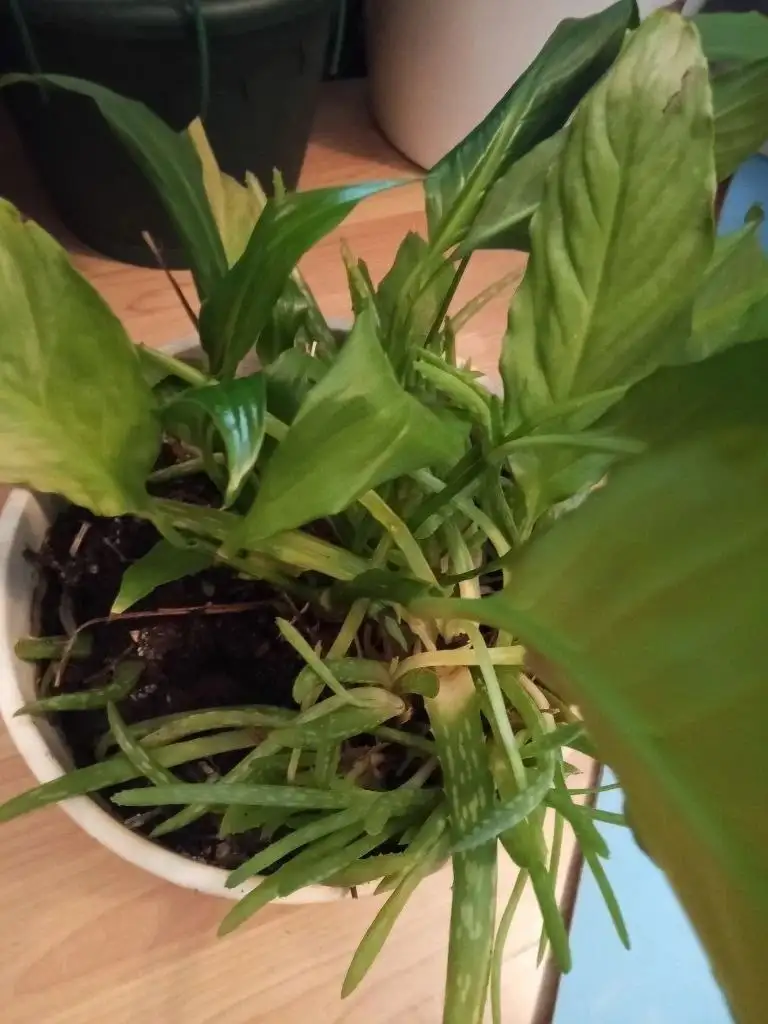 Большой горшок с цветами - Растения (Для дома и дачи) в Москва