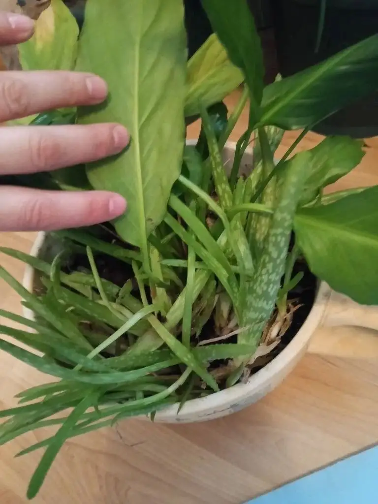 Большой горшок с цветами - Растения (Для дома и дачи) в Москва